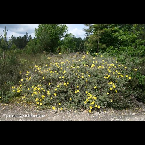 <i>Cistus lasianthus </i>subsp.<i> alyssoides</i> (Lam.) Demoly, 2006 © R. Dupré MNHN/CBNBP