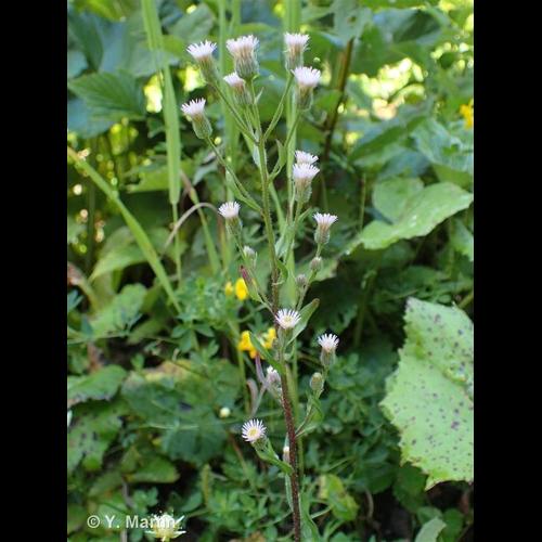 <i>Erigeron acris </i>L., 1753 subsp.<i> acris</i> © NULL
