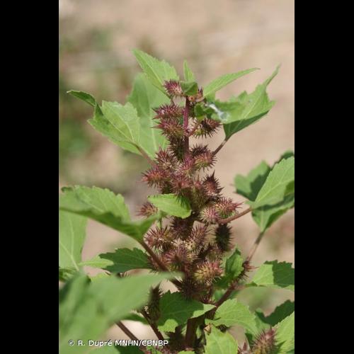 <i>Xanthium orientale </i>subsp.<i> italicum</i> (Moretti) Greuter, 2003 © R. Dupré MNHN/CBNBP