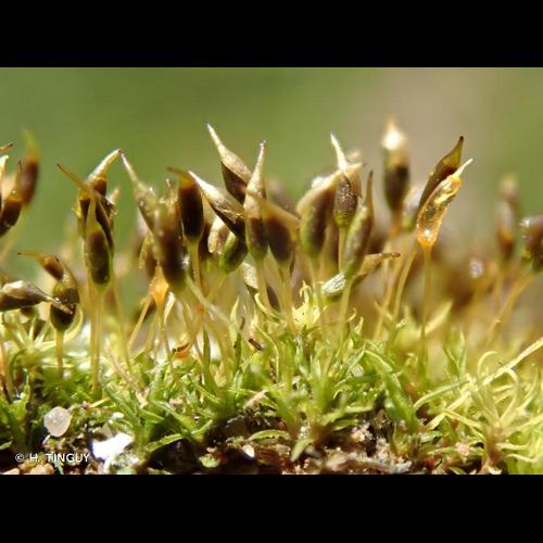 <i>Weissia brachycarpa</i> (Nees & Hornsch.) Jur., 1882 © H. TINGUY