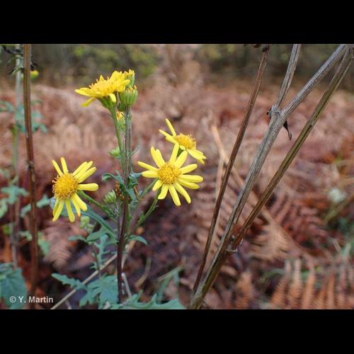 <i>Jacobaea vulgaris </i>Gaertn., 1791 subsp.<i> vulgaris</i> © NULL