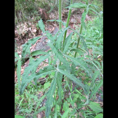 <i>Heracleum sphondylium </i>L., 1753 var.<i> sphondylium</i> &copy; H. Tinguy