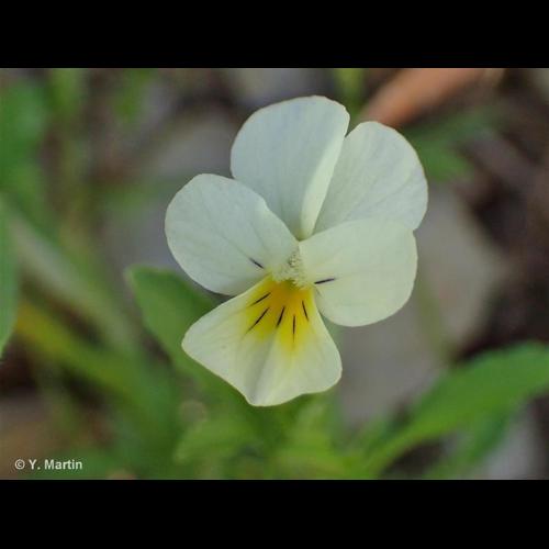 <i>Viola arvensis </i>var.<i> contempta</i> (Jord.) Espeut, 2010 &copy; NULL