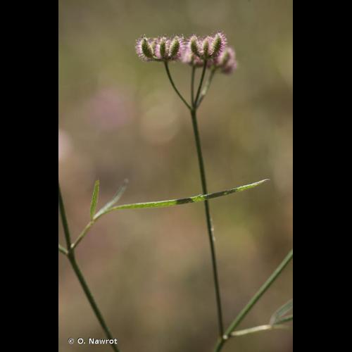 <i>Torilis africana </i>var.<i> heterophylla</i> (Guss.) Reduron, 2008 © O. Nawrot