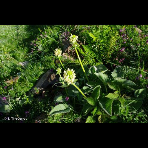 <i>Betonica alopecuros</i> L., 1753 © J. Thevenot