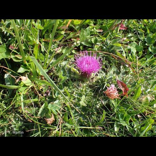 <i>Cirsium acaulon</i> (L.) Scop., 1769 © NULL