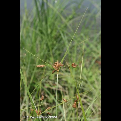 <i>Bolboschoenus laticarpus</i> Marhold, Hroudová, Ducháček & Zákr., 2004 © R. Dupré MNHN/CBNBP