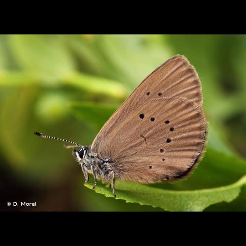 <i>Phengaris nausithous</i> (Bergsträsser, 1779) © D. Morel