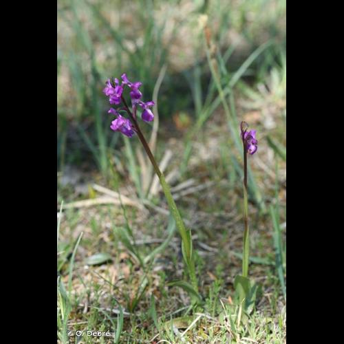 <i>Anacamptis morio </i>subsp.<i> picta</i> (Loisel.) Jacquet & Scappat., 2003 © O. Debré