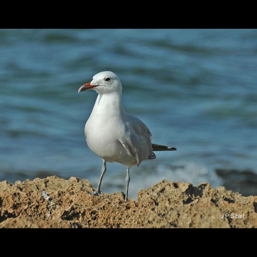 <i>Ichthyaetus audouinii</i> (Payraudeau, 1826) © J.P. Siblet