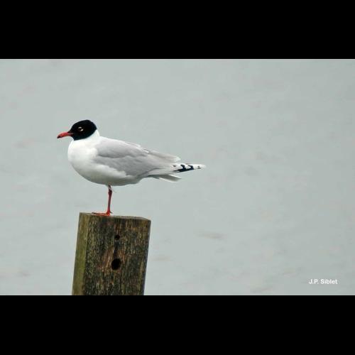 <i>Ichthyaetus melanocephalus</i> (Temminck, 1820) © J.P. Siblet