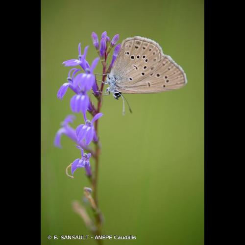 <i>Phengaris alcon</i> (Denis & Schiffermüller, 1775) &copy; E. SANSAULT - ANEPE Caudalis