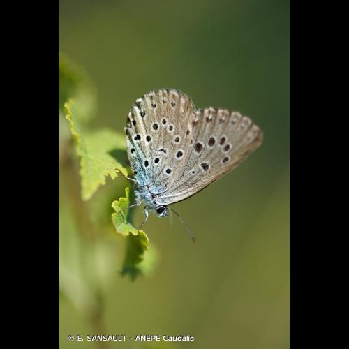 <i>Phengaris arion</i> (Linnaeus, 1758) © E. SANSAULT - ANEPE Caudalis