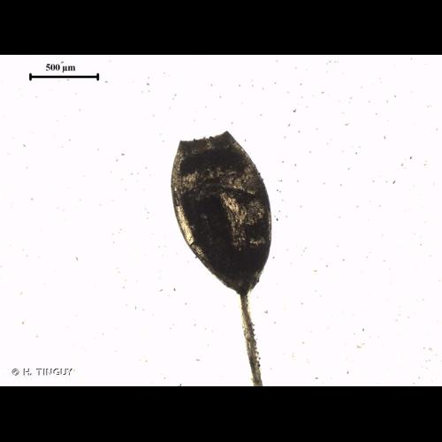 <i>Weissia condensa</i> (Voit) Lindb., 1863 © H. TINGUY