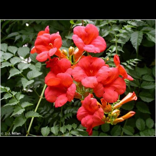 <i>Campsis radicans</i> (L.) Seem. ex Bureau, 1864 © NULL