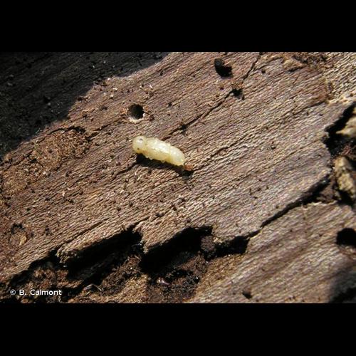 <i>Corticeus bicolor</i> (Olivier, 1790) © B. Calmont