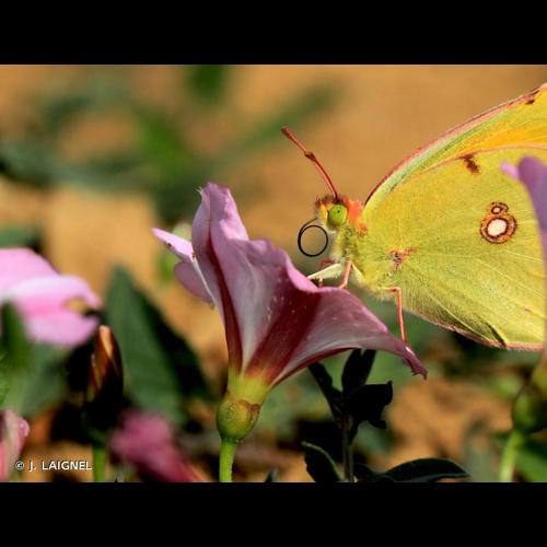 <i>Colias crocea</i> (Geoffroy <i>in</i> Fourcroy, 1785) &copy; J. LAIGNEL