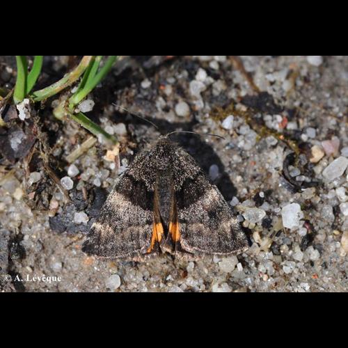 <i>Boudinotiana notha</i> (Hübner, 1803) &copy; A. Lévêque