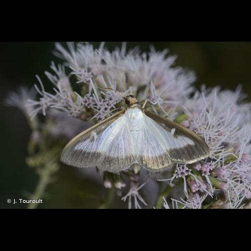 <i>Cydalima perspectalis</i> (Walker, 1859) © J. Touroult
