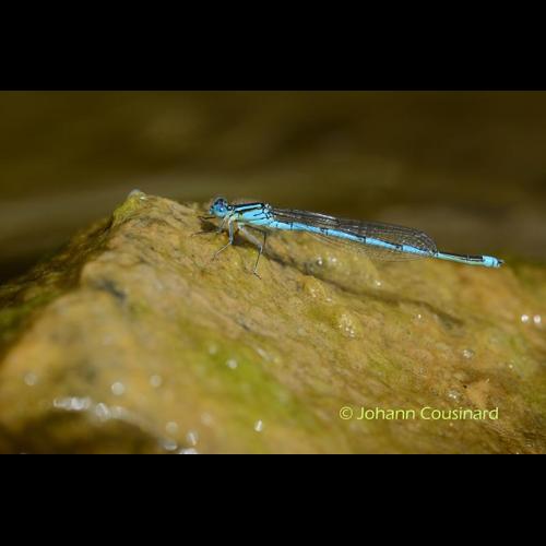 <i>Erythromma lindenii</i> (Selys, 1840) &copy; Johann Cousinard