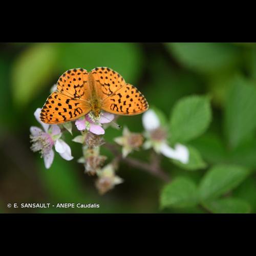 <i>Brenthis daphne</i> (Denis & Schiffermüller, 1775) &copy; E. SANSAULT - ANEPE Caudalis