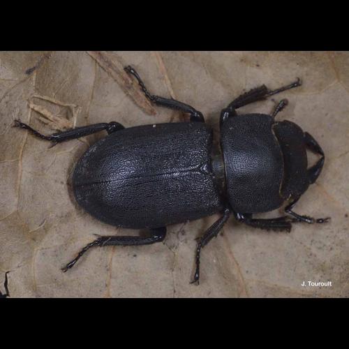 <i>Dorcus parallelipipedus</i> (Linnaeus, 1758) &copy; J. Touroult