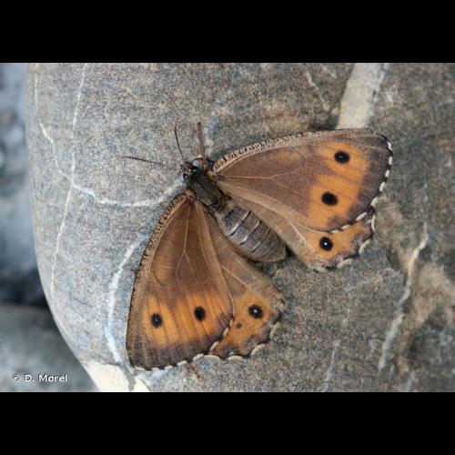 <i>Oeneis glacialis</i> (Moll, 1785) &copy; D. Morel