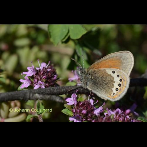 <i>Coenonympha gardetta</i> (Prunner, 1798) &copy; Johann Cousinard