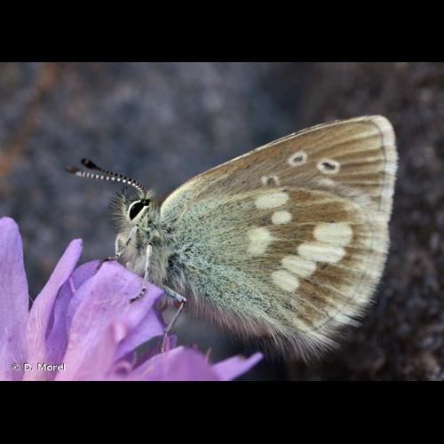 <i>Agriades orbitulus</i> (Prunner, 1798) &copy; D. Morel
