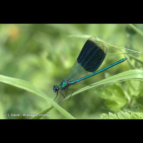 <i>Calopteryx splendens</i> (Harris, 1780) © J. David - Bretagne Vivante