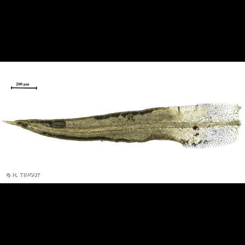 <i>Weissia controversa</i> Hedw., 1801 © H. TINGUY