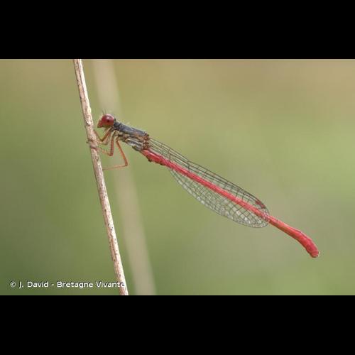 <i>Ceriagrion tenellum</i> (Villers, 1789) &copy; J. David - Bretagne Vivante