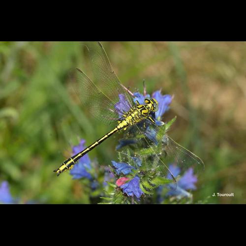<i>Gomphus simillimus</i> Selys, 1840 &copy; J. Touroult