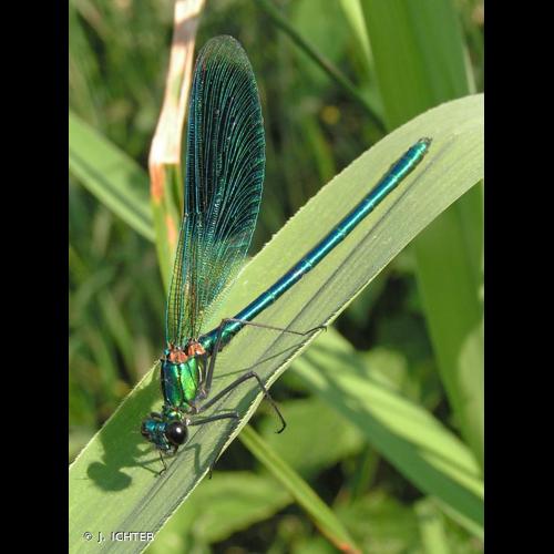 <i>Calopteryx splendens splendens</i> (Harris, 1780) © J. ICHTER