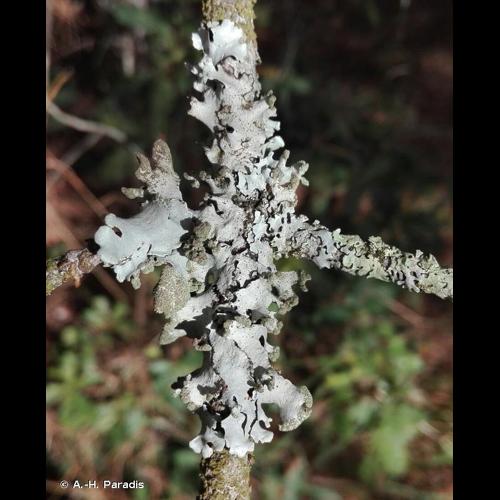 <i>Hypotrachyna revoluta</i> (Flörke) Hale, 1975 © A.-H. Paradis