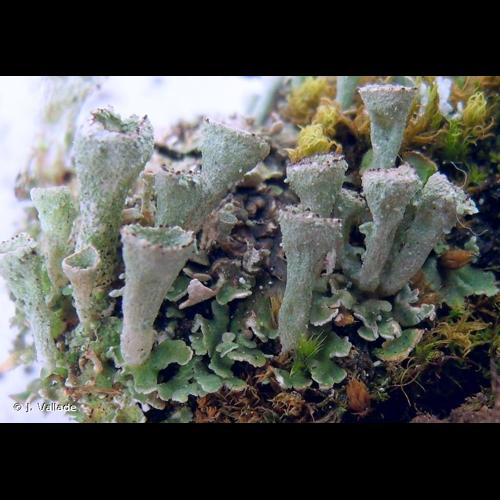 <i>Cladonia pocillum</i> (Ach.) O.J.Rich., 1877 © J. Vallade