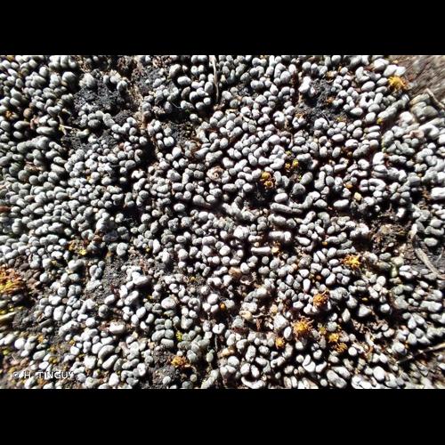 <i>Toninia sedifolia</i> (Scop.) Timdal, 1991 &copy; H. TINGUY