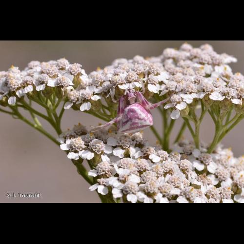 <i>Thomisus onustus</i> Walckenaer, 1805 © J. Touroult