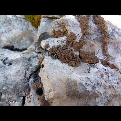 <i>Romjularia lurida</i> (Ach.) Timdal, 2007 &copy; J. Vallade