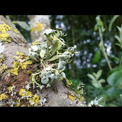 <i>Ramalina fastigiata</i> (Pers.) Ach., 1810 © R. Poncet