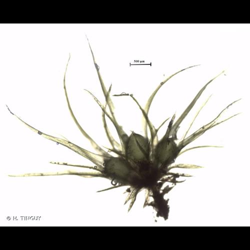 <i>Weissia longifolia</i> Mitt., 1851 &copy; H. TINGUY