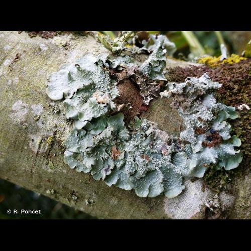 <i>Punctelia subrudecta</i> (Nyl.) Krog, 1982 © R. Poncet