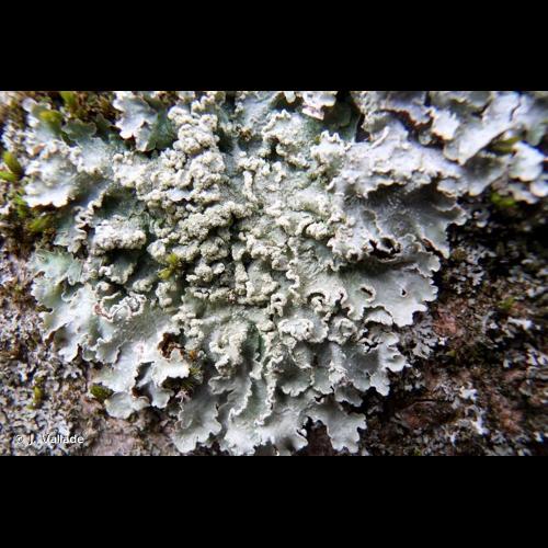 <i>Punctelia jeckeri</i> (Roum.) Kalb, 2007 © J. Vallade