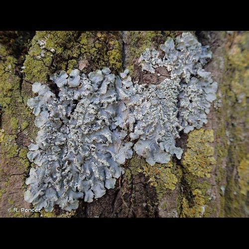 <i>Punctelia borreri</i> (Turner) Krog, 1982 &copy; R. Poncet