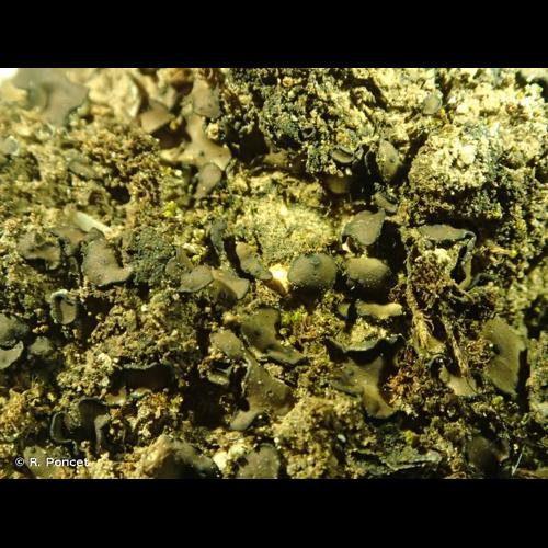 <i>Placidium squamulosum</i> (Ach.) Breuss, 1996 © R. Poncet