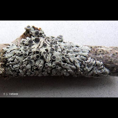<i>Physcia aipolia</i> (Ehrh. ex Humb.) Fürnr., 1839 &copy; J. Vallade