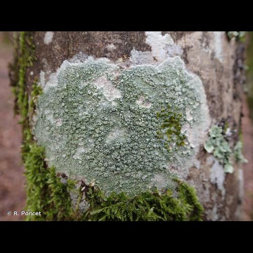 <i>Pertusaria pertusa</i> (Weigel) Tuck. © R. Poncet