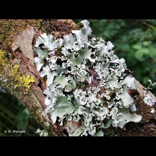 <i>Parmotrema perlatum</i> (Huds.) M.Choisy, 1952 © R. Poncet