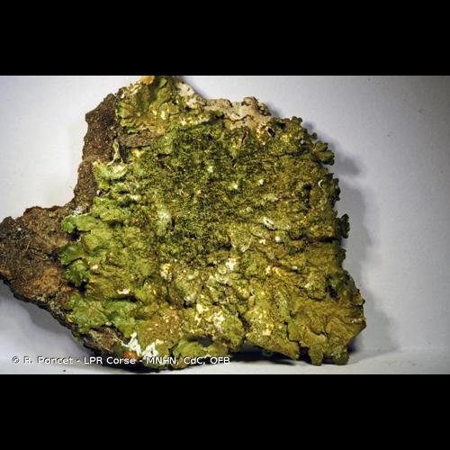 <i>Melanelixia glabratula</i> (Lamy) Sandler & Arup, 2011 &copy; R. Poncet - LPR Corse - MNHN, CdC, OFB