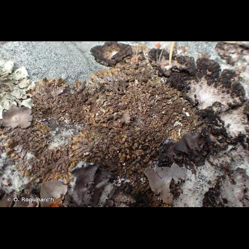 <i>Melanelixia fuliginosa</i> (Fr. ex Duby) O.Blanco, A.Crespo, Divakar, Essl., D.Hawksw. & Lumbsch, 2004 &copy; O. Roquinarc'h